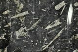 Bargain Fossil Orthoceras & Goniatite Square Plate - Stoneware #140247-1